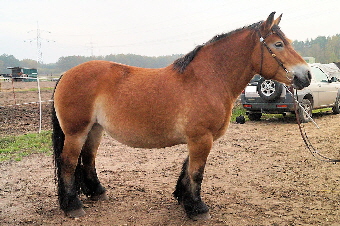 Altmärker Kaltblut Stute