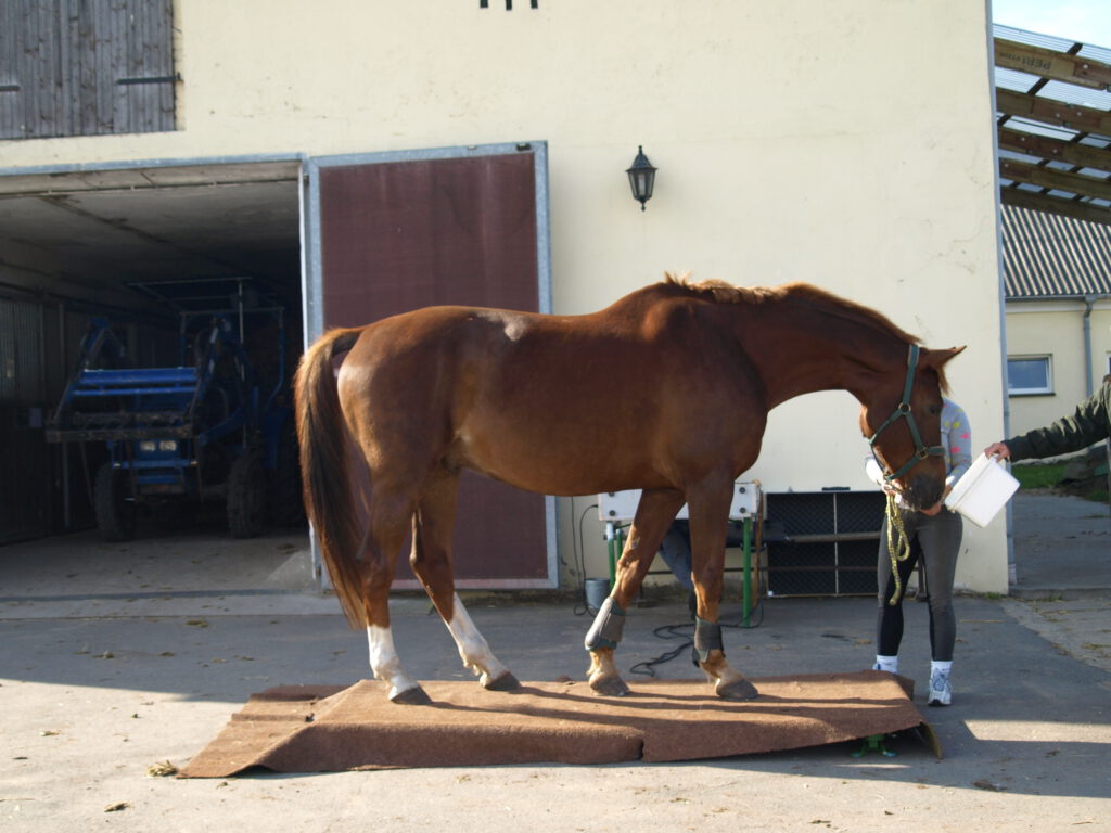 Pferd auf der Pferdewaage