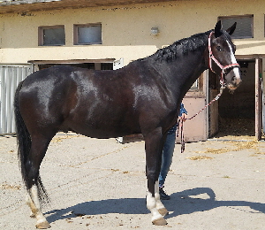 Warmblut Wallach